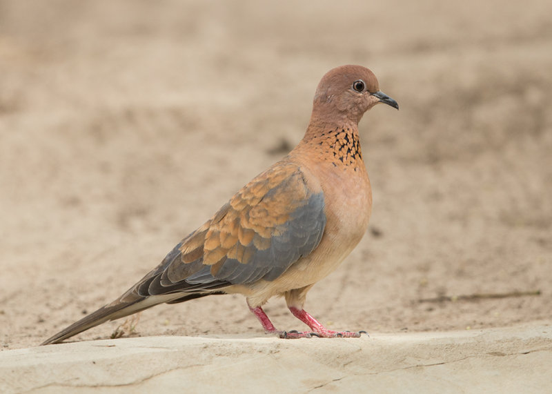 Laughing Dove  Gambia