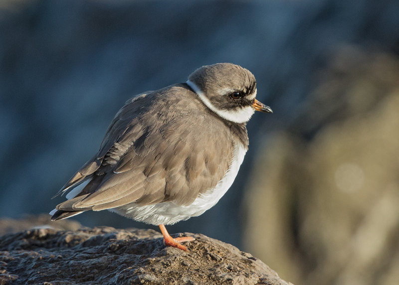 Ringed Plover  Rhos Point Conwy