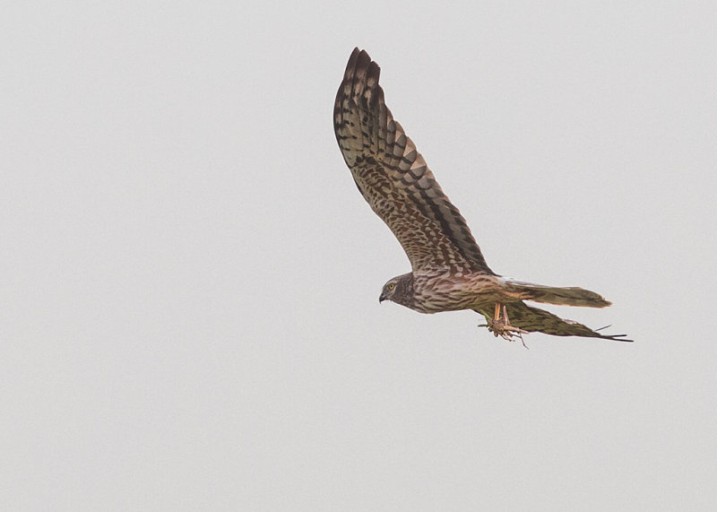 Montagu's Harrier   Gambia