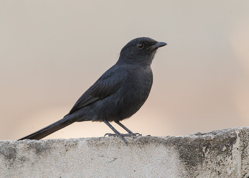 Northern Black Flycatcher   Gambia