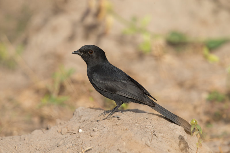 Flycatcher,Northern Black 