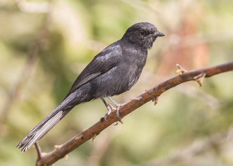 Northern Black Flycatcher   Gambia