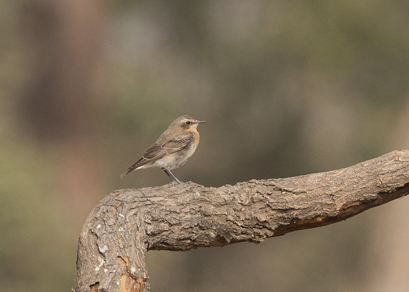 Wheatear,Northern 