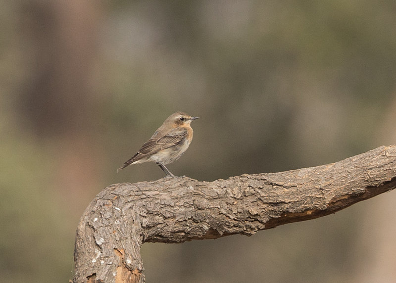 Wheatear,Northern 