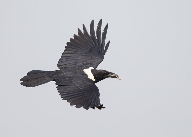 Pied Crow   Gambia