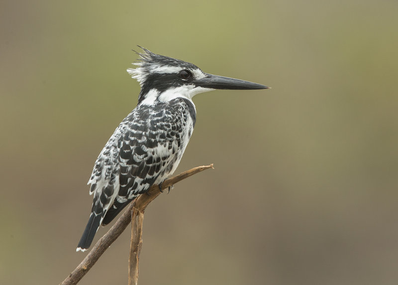 Pied Kingfisher Gambia