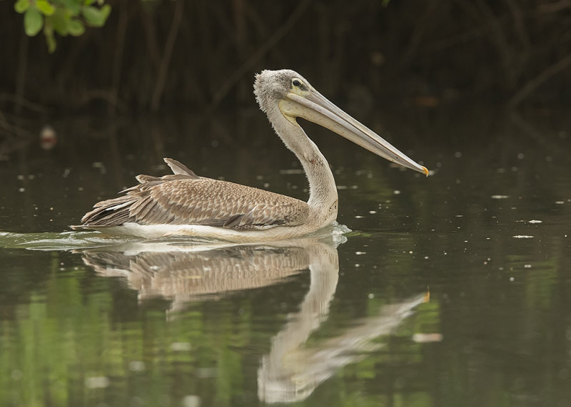 Pink-backed Pelican    Gambia