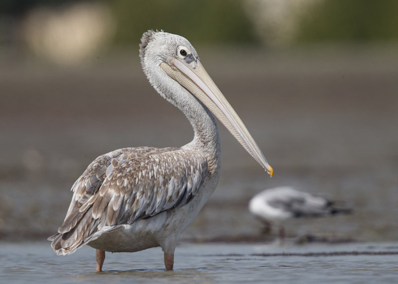 Pelican,Pink-backed 