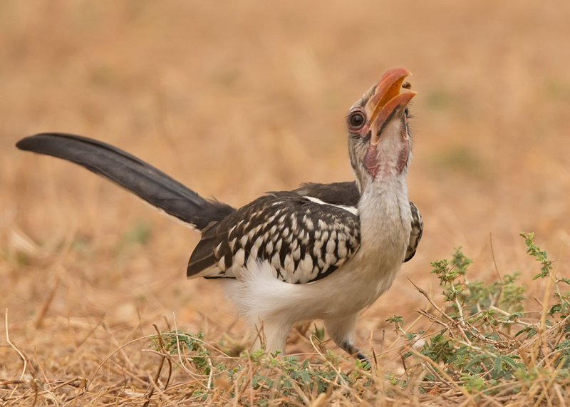Northern Red-billed Hornbill    Gambia