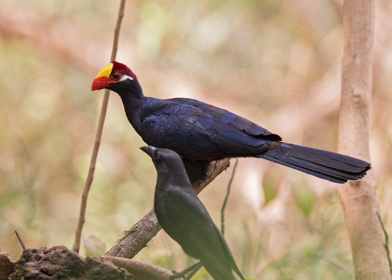 Violet Turaco   Gambia