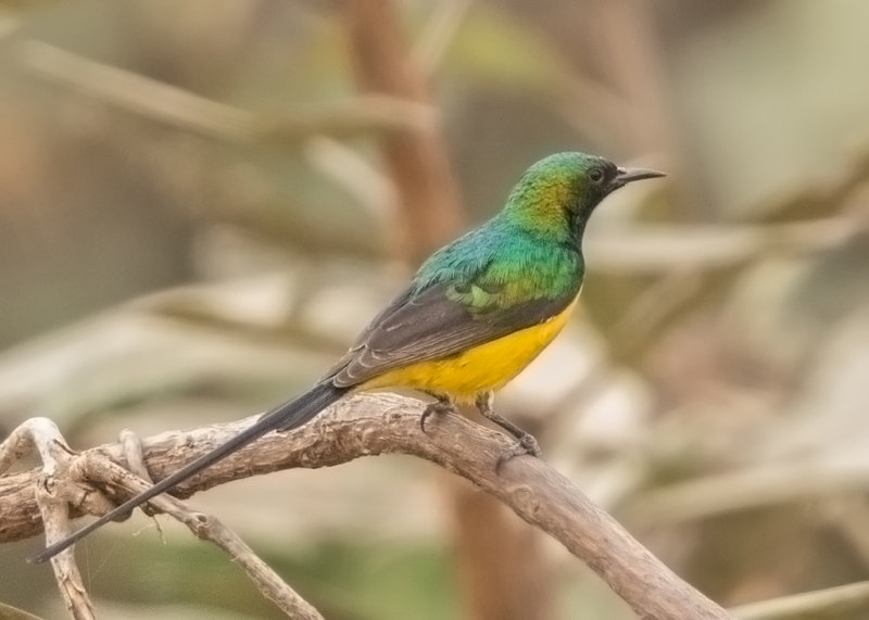 Pygmy Sunbird    Gambia