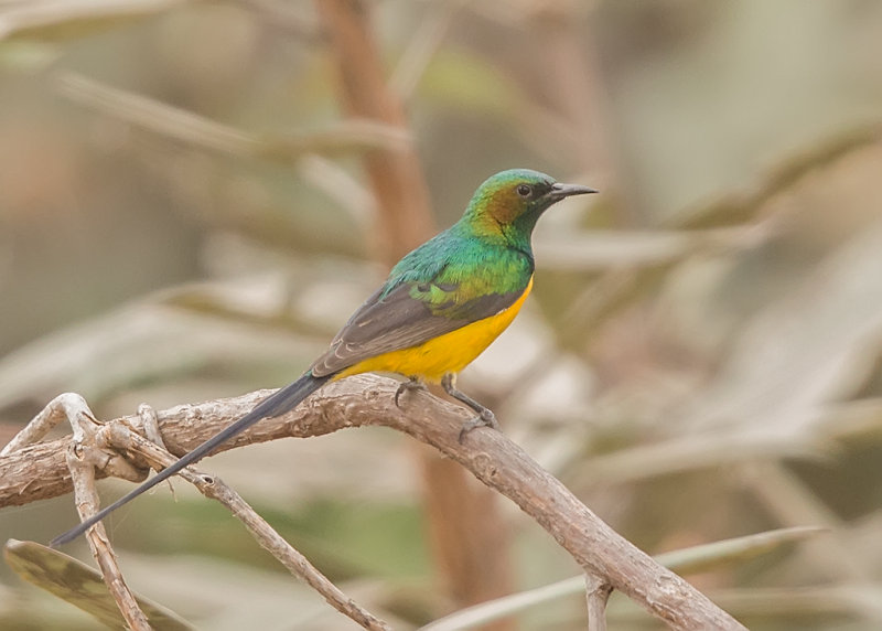 Pygmy Sunbird    Gambia