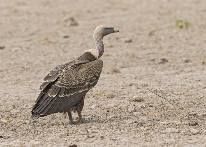 Rppell's Vulture    Gambia