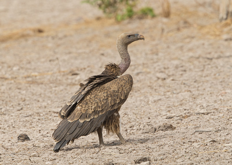 Rppell's Vulture    Gambia