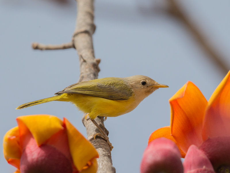 Eremomela,Senegal