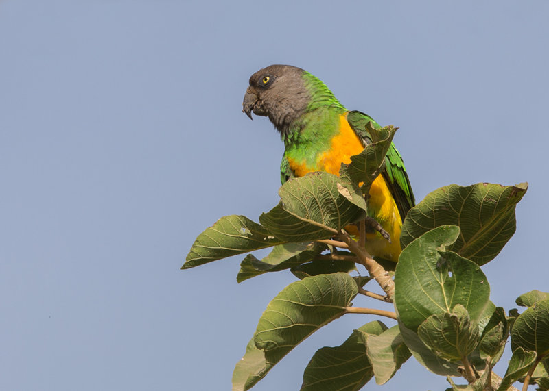 Senegal Parrot     Gambia