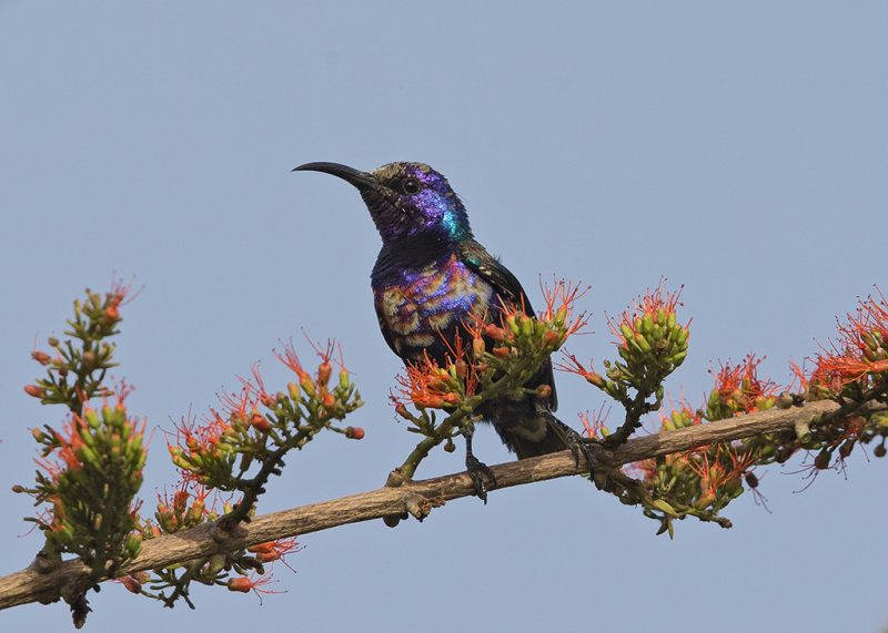 Splendid Sunbird    Gambia