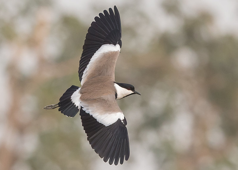 Spur-winged Lapwing    Gambia