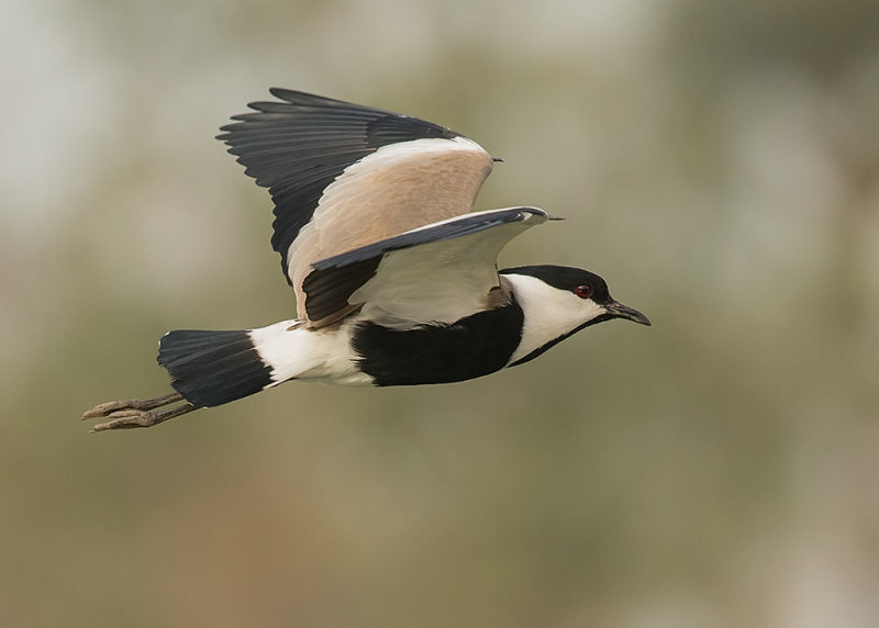 Spur-winged Lapwing    Gambia