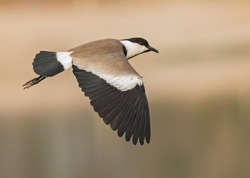 Spur-winged Lapwing    Gambia
