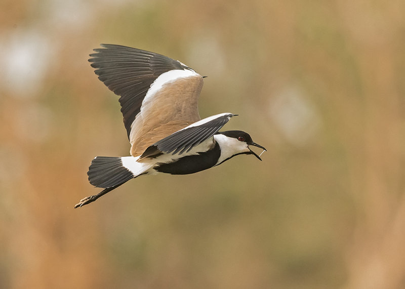 Spur-winged Lapwing    Gambia