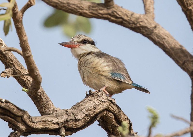 Striped Kingfisher  Gambia