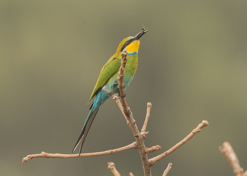 Swallow-tailed Bee-eater    Gambia