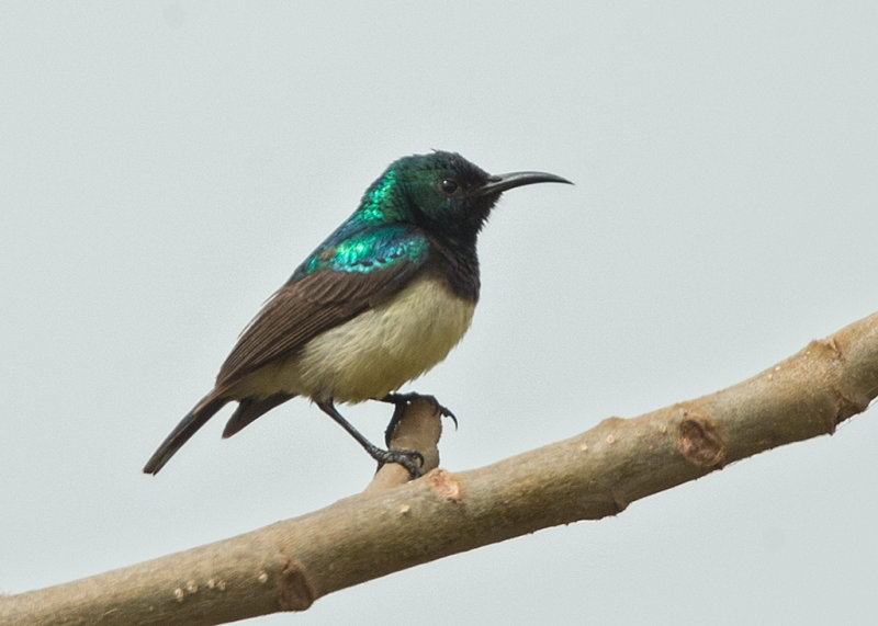 Variable Sunbird Gambia