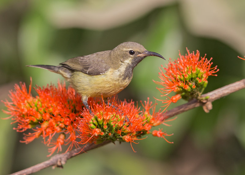 Variable Sunbird Gambia