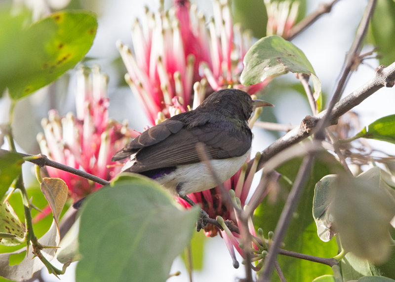 Sunbird,Western Violet-backed 