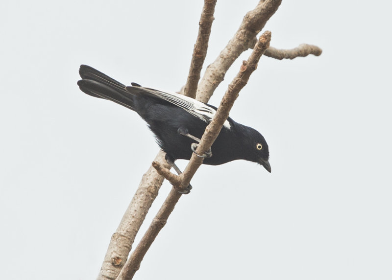 Tit,White-shouldered Black 