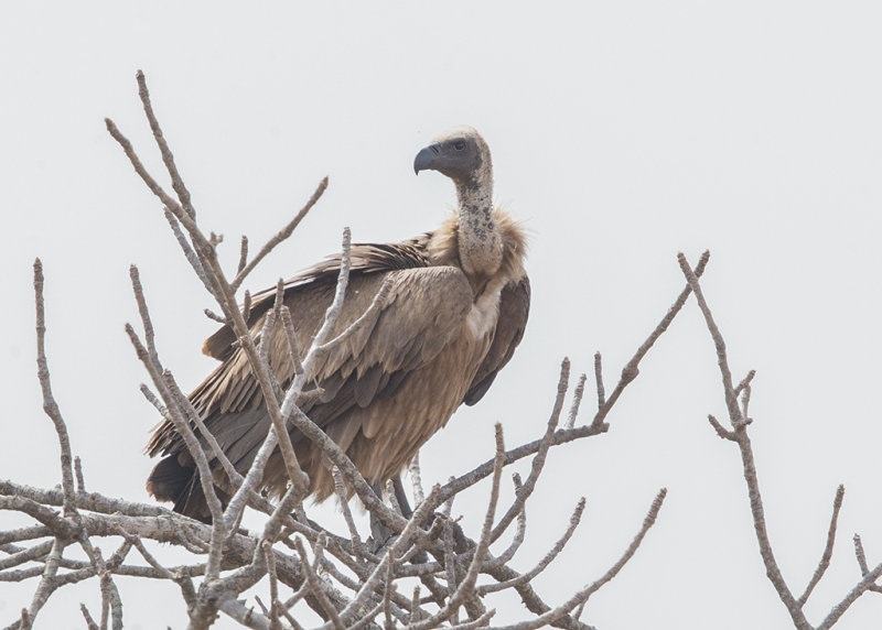 White-backed Vulture     Gambia