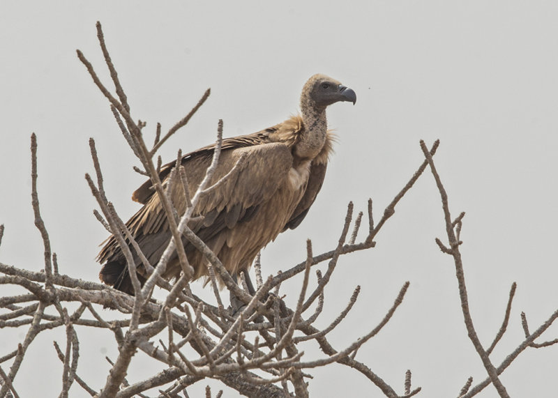 White-backed Vulture     Gambia