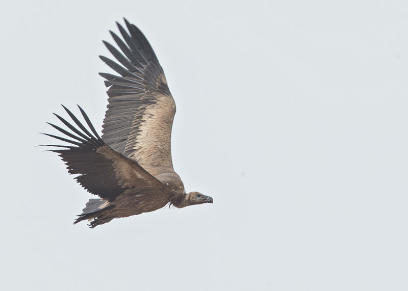 Vulture,White-backed 