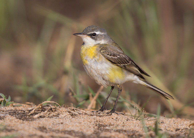 Yellow Wagtail    Gambia