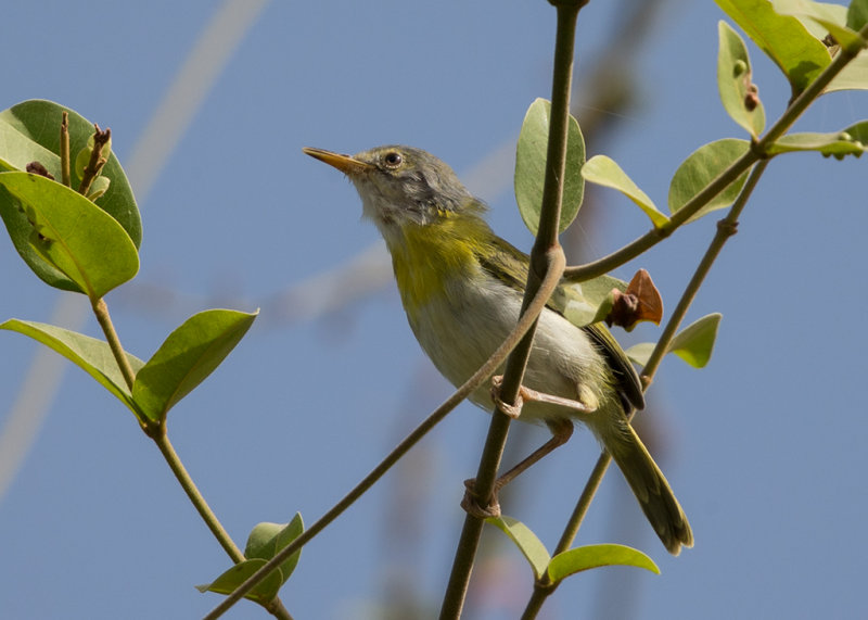 Apalis, Yellow-breasted 