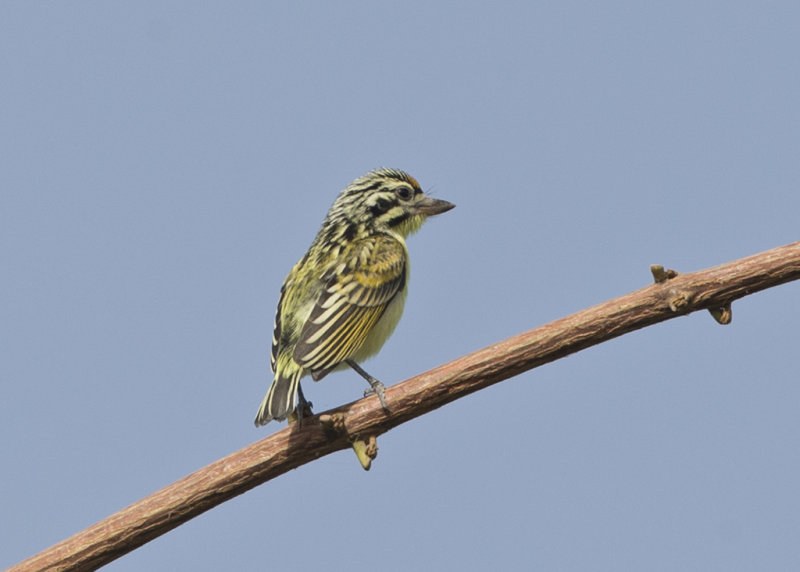 Tinkerbird,Yellow-fronted 