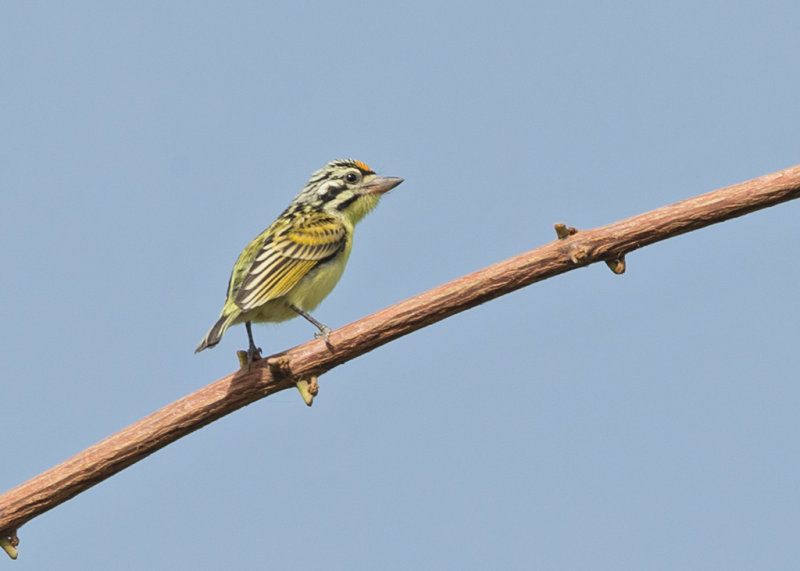 Yellow-fronted Tinkerbird Gambia
