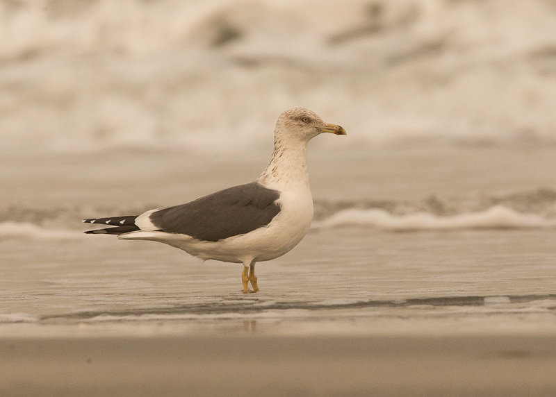 Yellow-legged Gull     Gambia