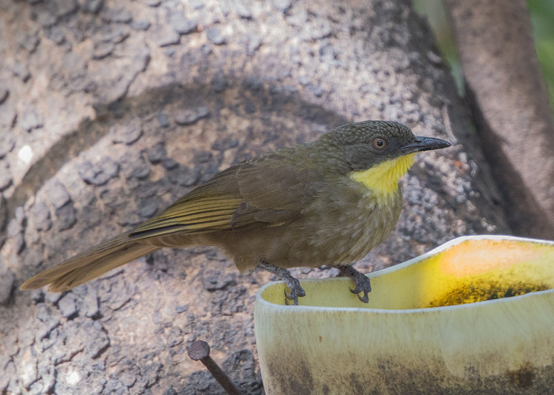 Leaflove,Yellow-throated 