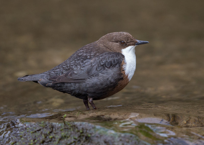 Dipper    Wales