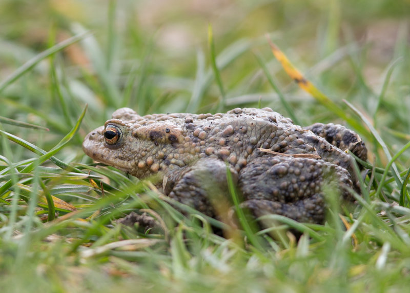 Toad     North Wales