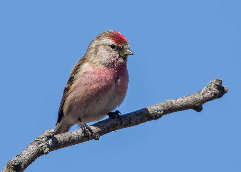 Lesser Redpoll   Conwy Valley