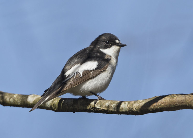 Pied Flycatcher Conwy Valley