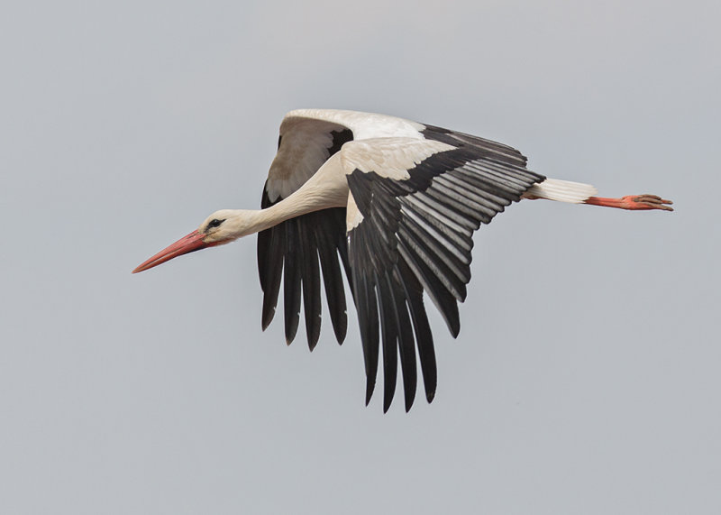 White Stork   Bensheim,Germany