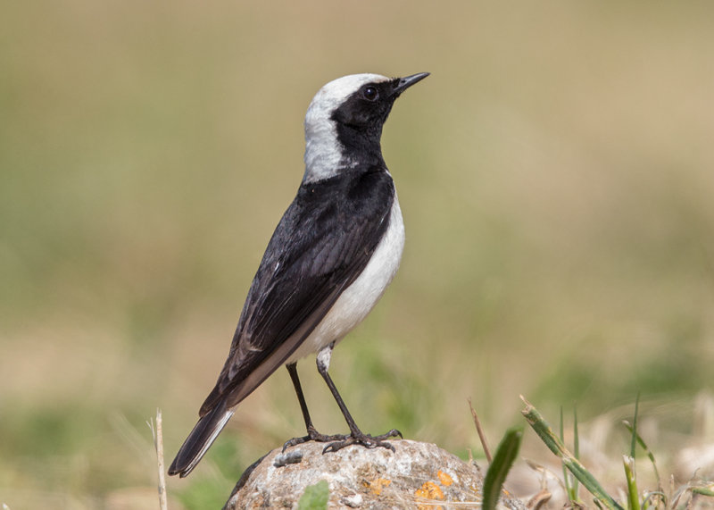 Pied Wheatear    Bulgaria