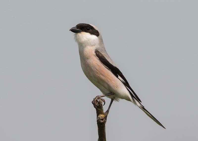 Shrike,Lesser Grey 