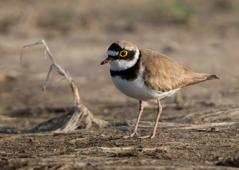 Plover,Little Ringed 