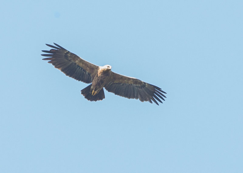 Eagle,Lesser Spotted 
