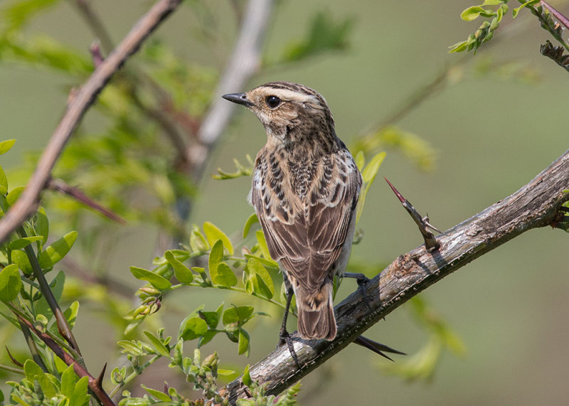 Whinchat Bulgaria